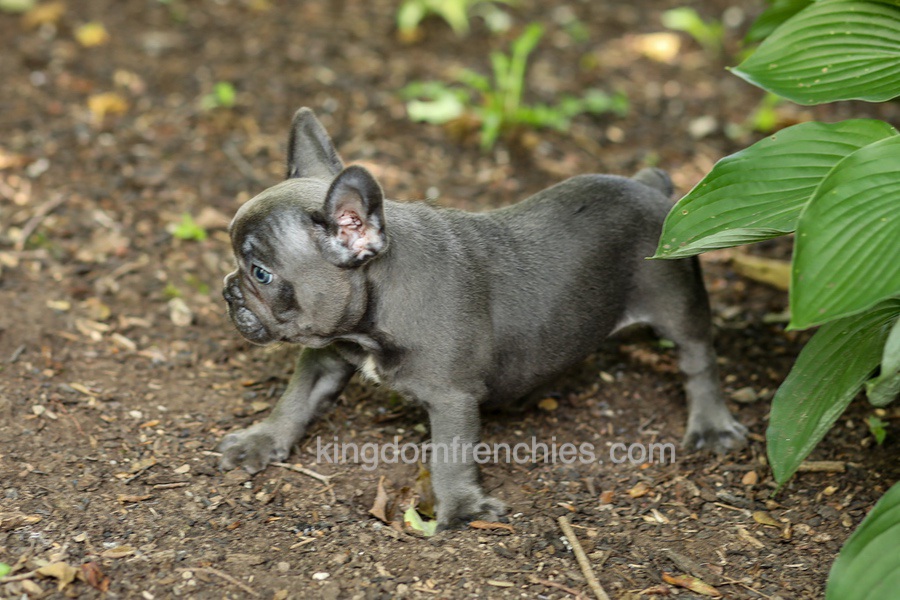 Evan - Blue Image of Evan - Blue, a French Bulldog puppy