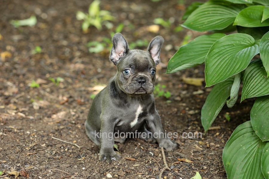 Evan - Blue Image of Evan - Blue, a French Bulldog puppy
