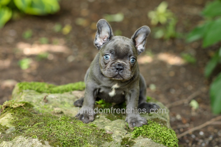 Evan - Blue Image of Evan - Blue, a French Bulldog puppy