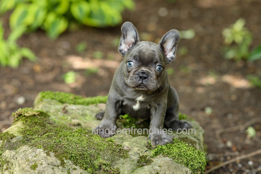 Evan - Blue Image of Evan - Blue, a French Bulldog puppy