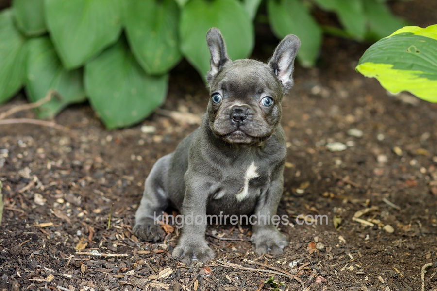Evan - Blue Image of Evan - Blue, a French Bulldog puppy