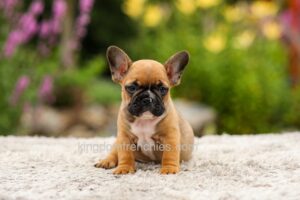 Image of Grace - Red Fawn, a French Bulldog puppy