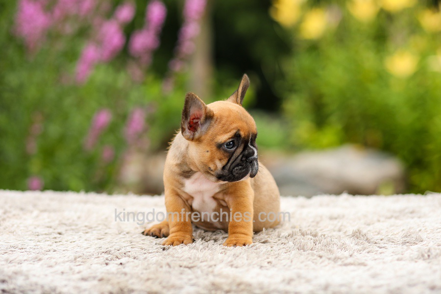 Grace - Red Fawn Image of Grace - Red Fawn, a French Bulldog puppy