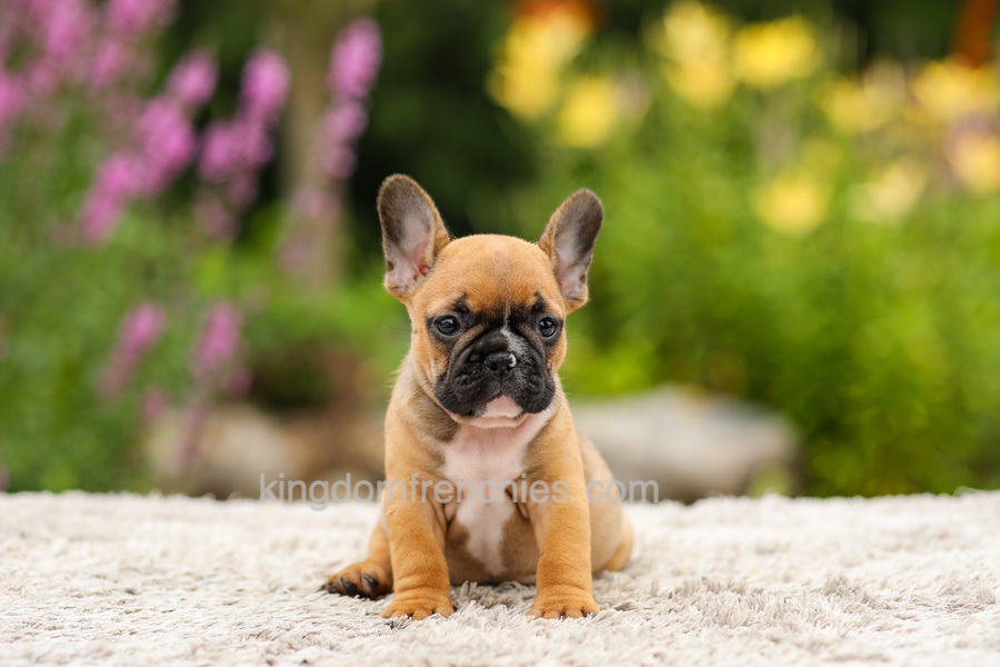 Grace - Red Fawn Image of Grace - Red Fawn, a French Bulldog puppy