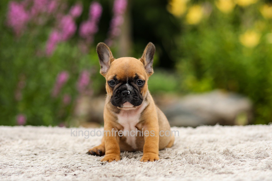 Grace - Red Fawn Image of Grace - Red Fawn, a French Bulldog puppy