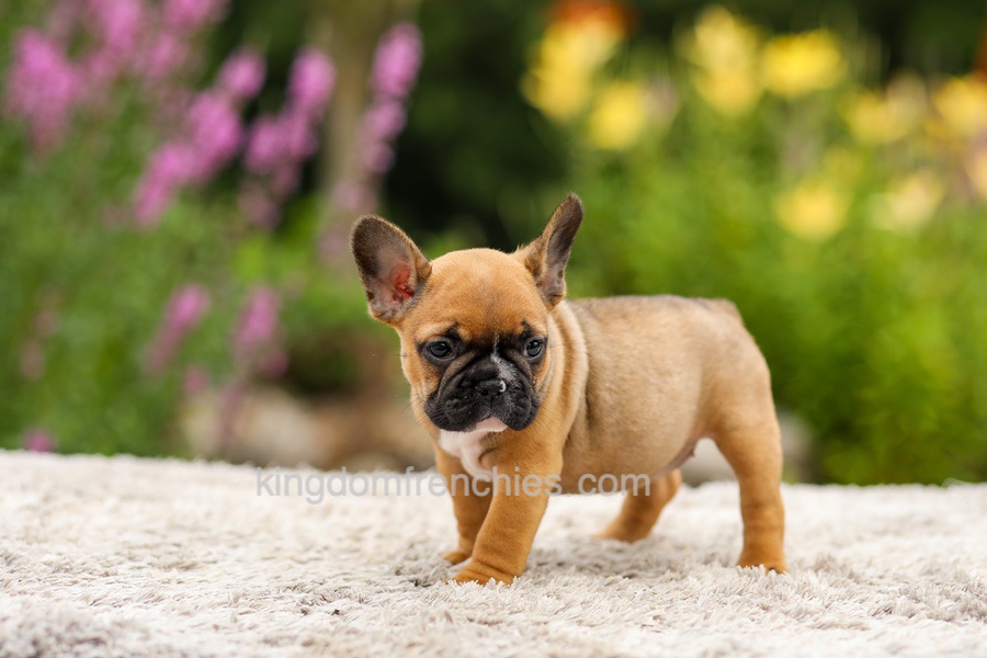 Grace - Red Fawn Image of Grace - Red Fawn, a French Bulldog puppy