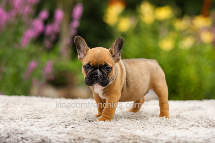 Grace - Red Fawn Image of Grace - Red Fawn, a French Bulldog puppy