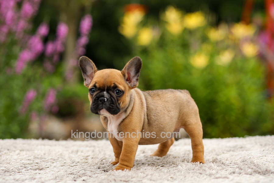 Grace - Red Fawn Image of Grace - Red Fawn, a French Bulldog puppy