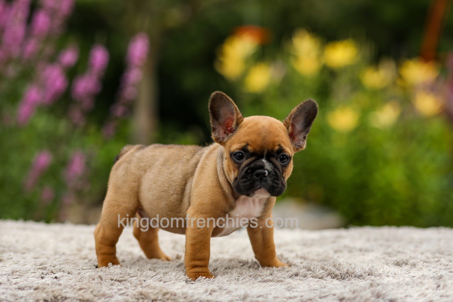 Grace - Red Fawn Image of Grace - Red Fawn, a French Bulldog puppy