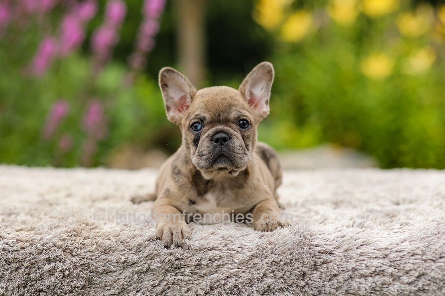 Gretta - Chocolate Merle Image of Gretta - Chocolate Merle, a French Bulldog puppy