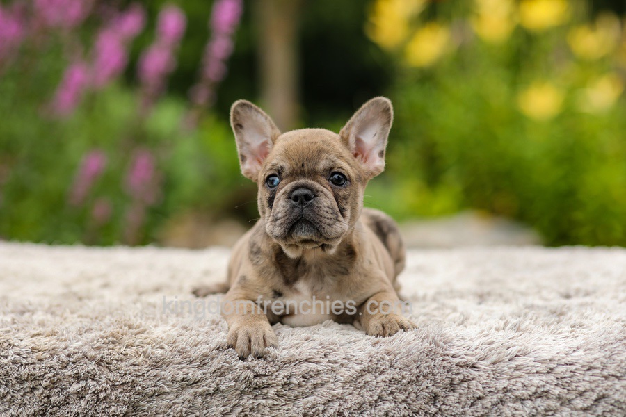 Gretta - Chocolate Merle Image of Gretta - Chocolate Merle, a French Bulldog puppy