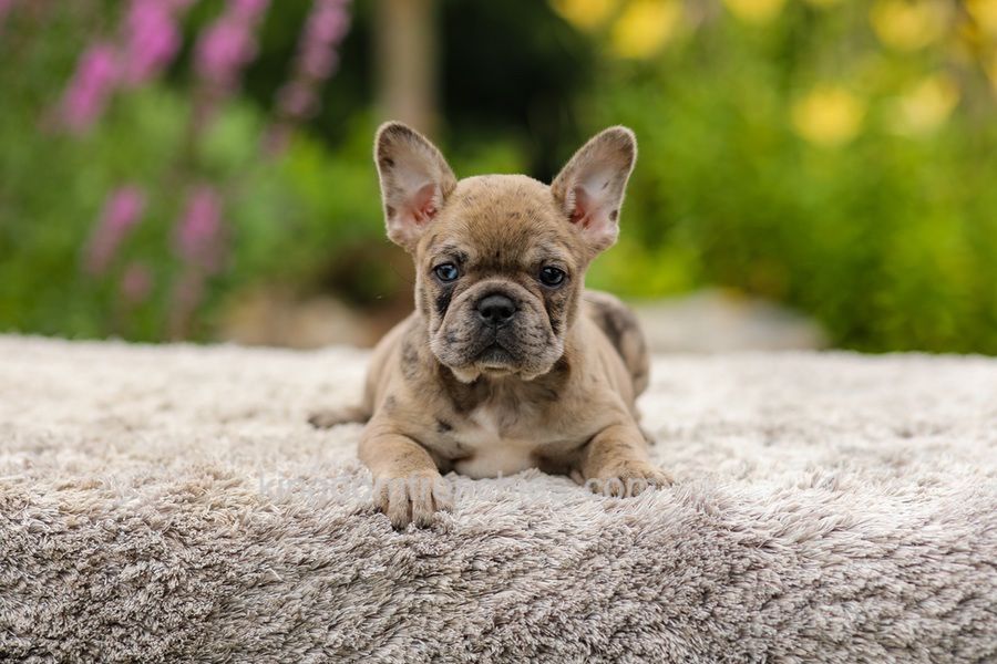 Gretta - Chocolate Merle Image of Gretta - Chocolate Merle, a French Bulldog puppy