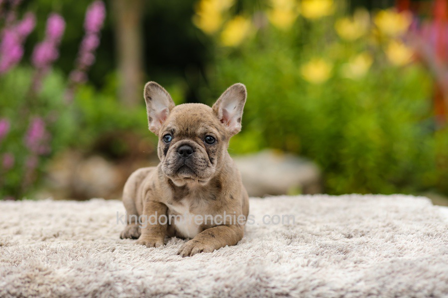 Gretta - Chocolate Merle Image of Gretta - Chocolate Merle, a French Bulldog puppy