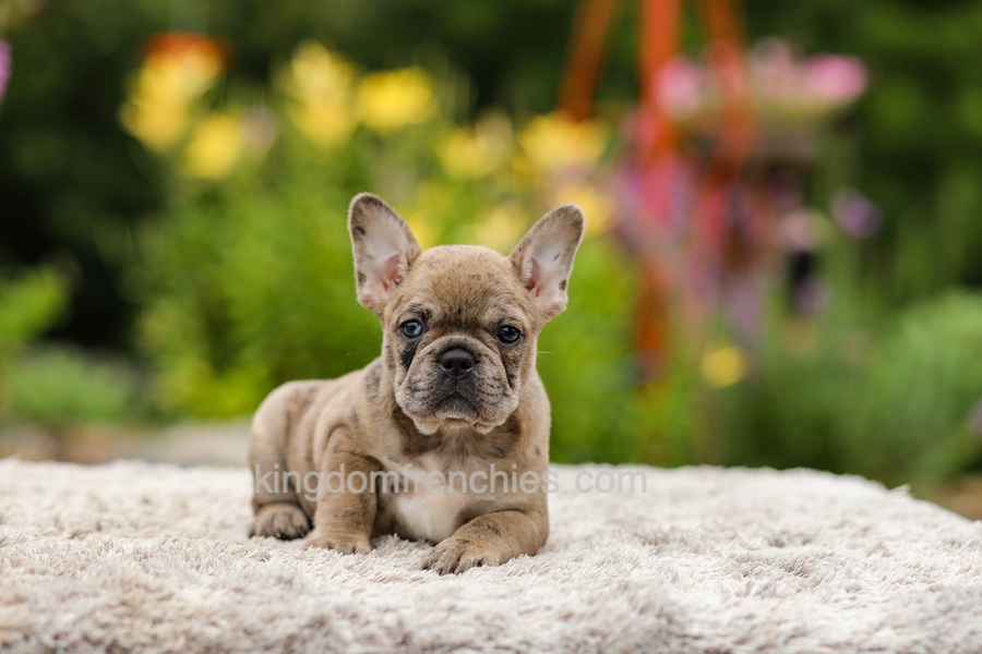 Gretta - Chocolate Merle Image of Gretta - Chocolate Merle, a French Bulldog puppy