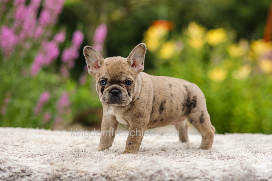 Gretta - Chocolate Merle Image of Gretta - Chocolate Merle, a French Bulldog puppy