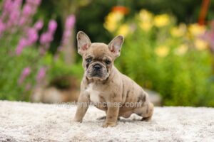Image of Gretta - Chocolate Merle, a French Bulldog puppy