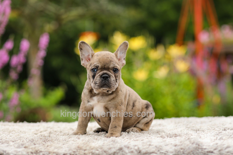 Gretta - Chocolate Merle Image of Gretta - Chocolate Merle, a French Bulldog puppy