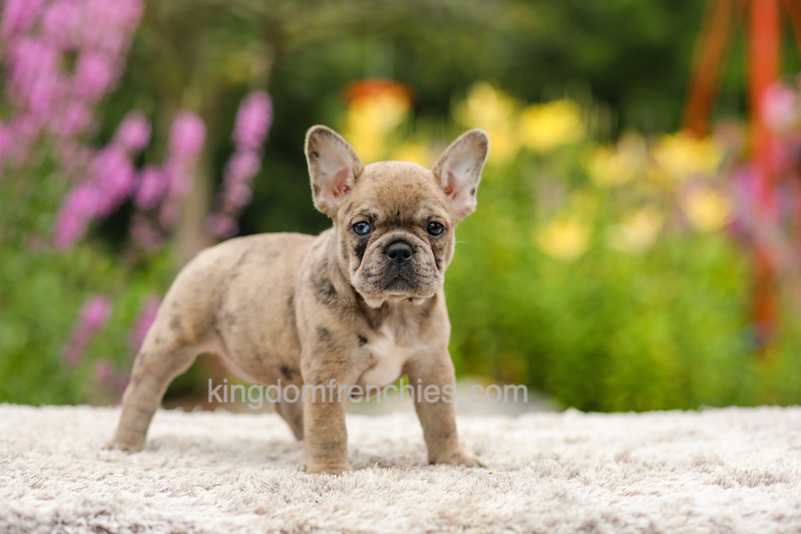Gretta - Chocolate Merle Image of Gretta - Chocolate Merle, a French Bulldog puppy