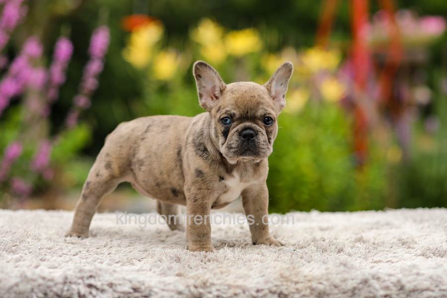 Gretta - Chocolate Merle Image of Gretta - Chocolate Merle, a French Bulldog puppy