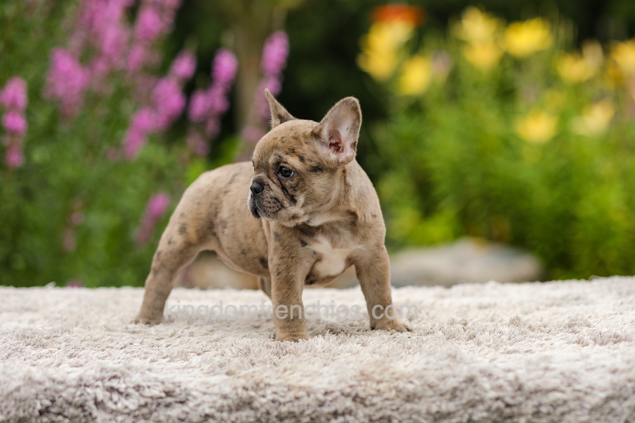 Gretta - Chocolate Merle Image of Gretta - Chocolate Merle, a French Bulldog puppy