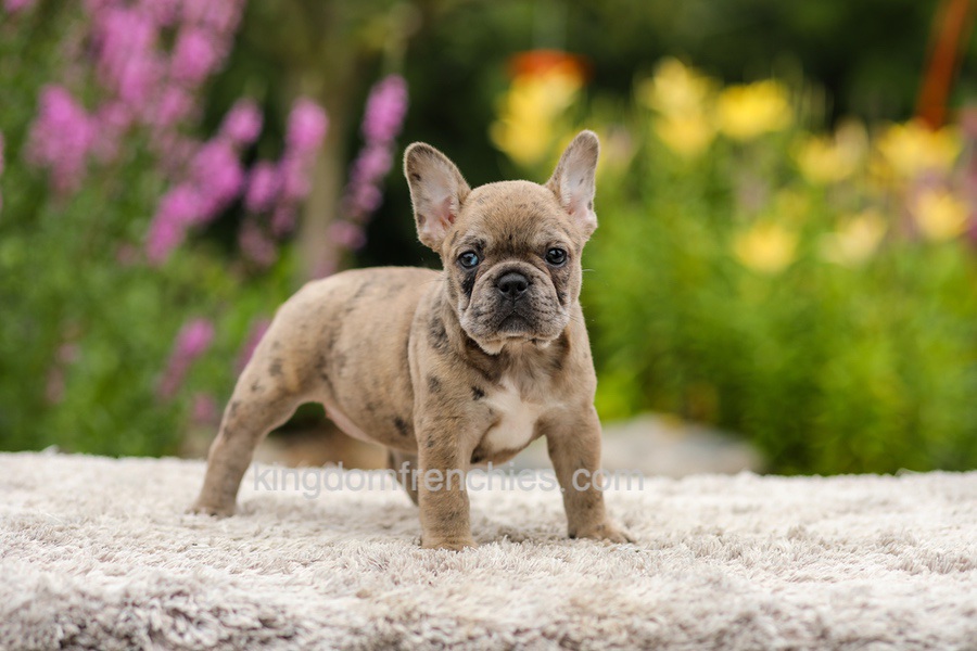 Gretta - Chocolate Merle Image of Gretta - Chocolate Merle, a French Bulldog puppy