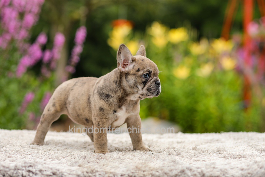 Gretta - Chocolate Merle Image of Gretta - Chocolate Merle, a French Bulldog puppy