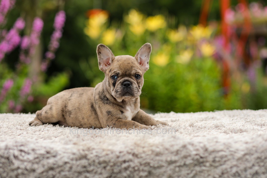 Gretta - Chocolate Merle Image of Gretta - Chocolate Merle, a French Bulldog puppy
