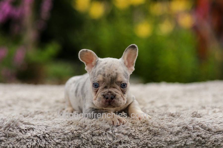 Hugo - Lilac Merle Image of Hugo - Lilac Merle, a French Bulldog puppy