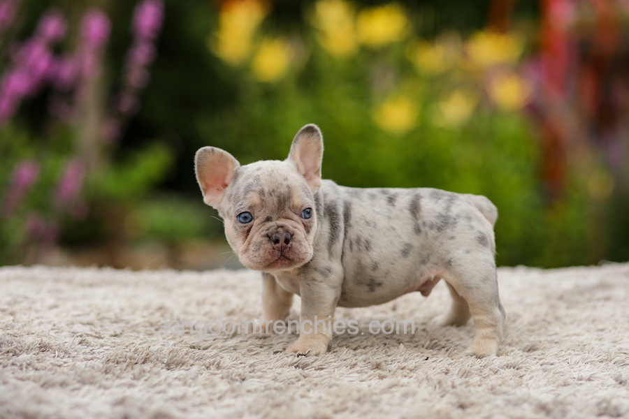 Hugo - Lilac Merle Image of Hugo - Lilac Merle, a French Bulldog puppy