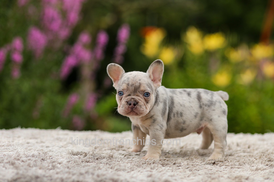 Hugo - Lilac Merle Image of Hugo - Lilac Merle, a French Bulldog puppy