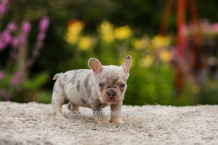 Hugo - Lilac Merle Image of Hugo - Lilac Merle, a French Bulldog puppy