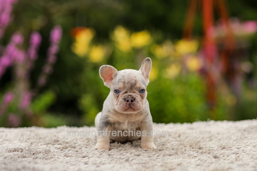Hugo - Lilac Merle Image of Hugo - Lilac Merle, a French Bulldog puppy