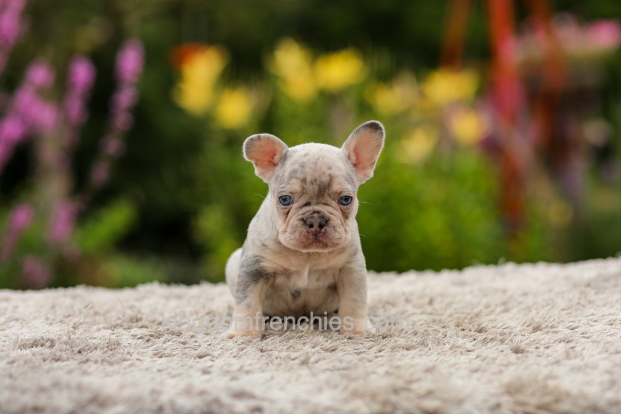 Hugo - Lilac Merle Image of Hugo - Lilac Merle, a French Bulldog puppy