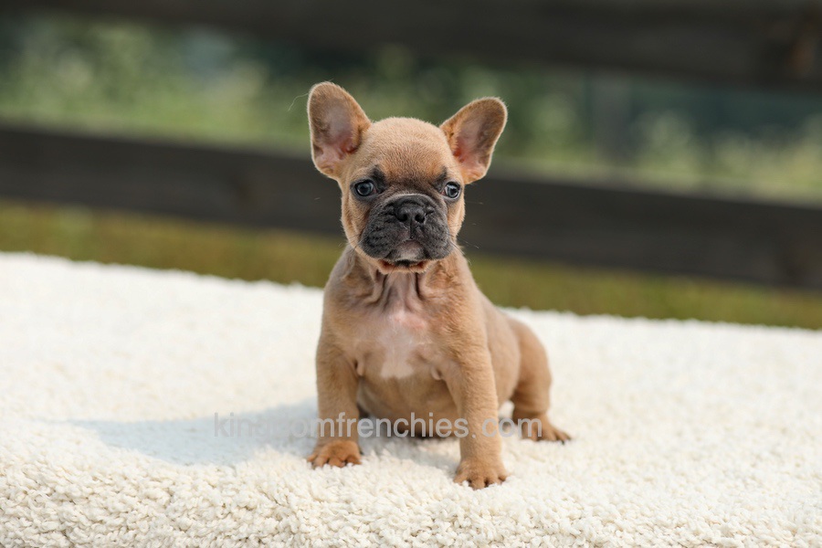 Ian - Lilac & Tan Image of Ian - Lilac & Tan, a French Bulldog puppy