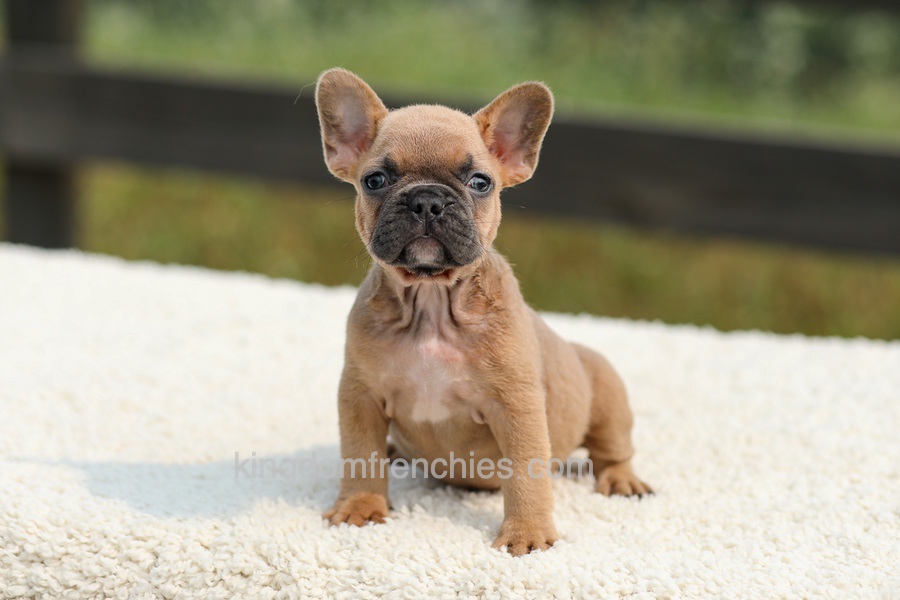 Ian - Lilac & Tan Image of Ian - Lilac & Tan, a French Bulldog puppy