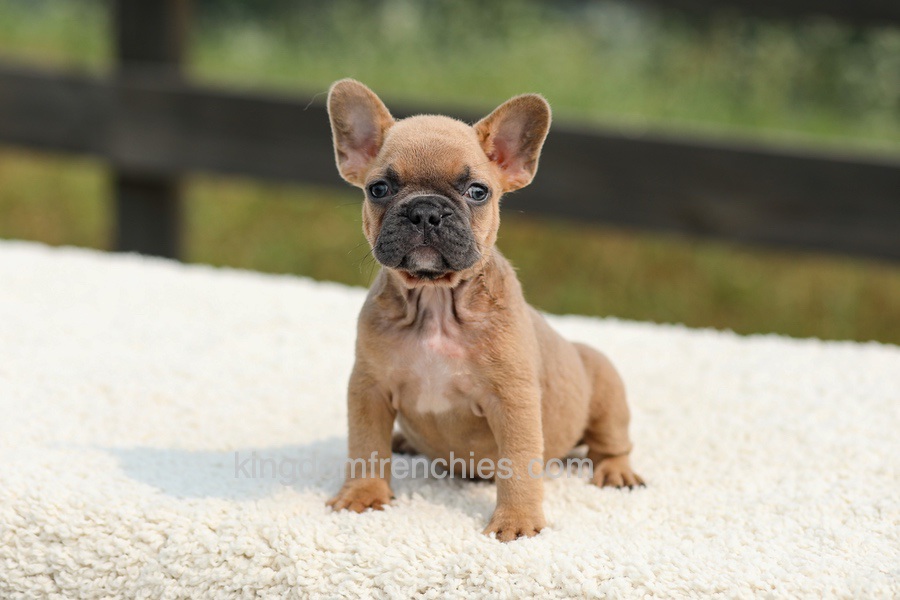 Ian - Lilac & Tan Image of Ian - Lilac & Tan, a French Bulldog puppy