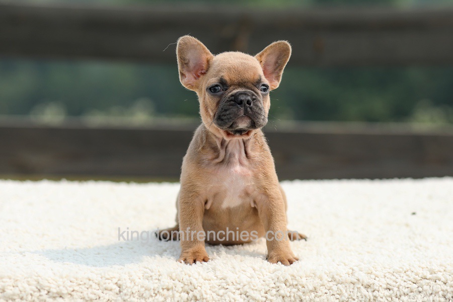 Ian - Lilac & Tan Image of Ian - Lilac & Tan, a French Bulldog puppy