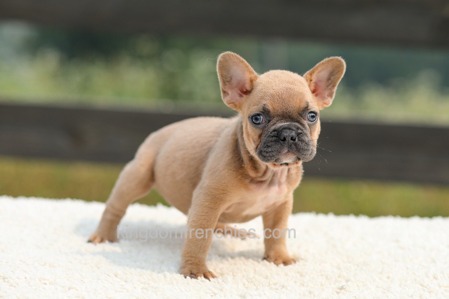 Ian - Lilac & Tan Image of Ian - Lilac & Tan, a French Bulldog puppy