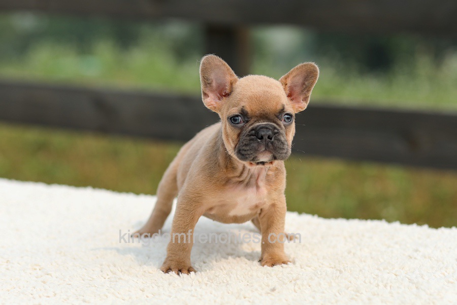 Ian - Lilac & Tan Image of Ian - Lilac & Tan, a French Bulldog puppy
