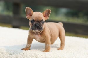 Image of Ian - Lilac & Tan, a French Bulldog puppy
