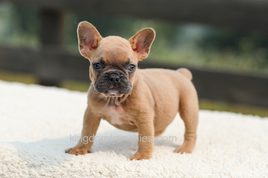 Ian - Lilac & Tan Image of Ian - Lilac & Tan, a French Bulldog puppy