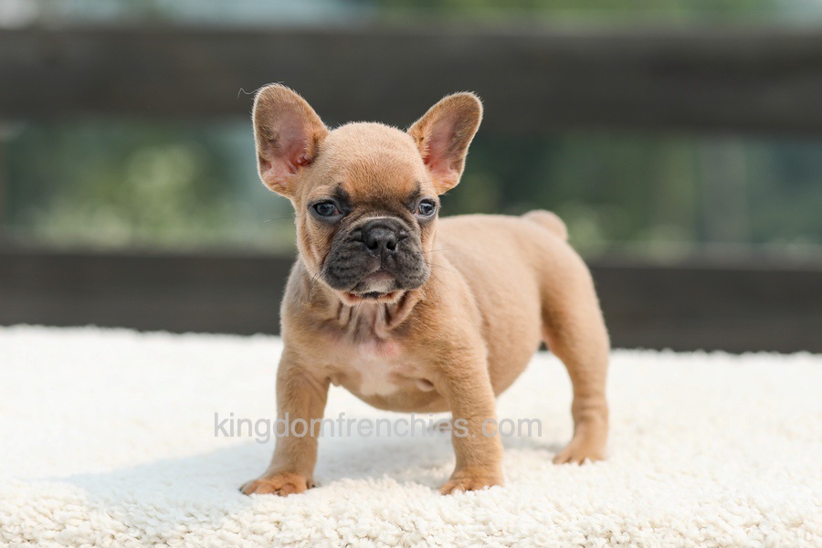 Ian - Lilac & Tan Image of Ian - Lilac & Tan, a French Bulldog puppy
