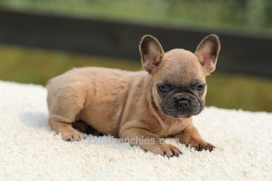 Indy - Lilac Fawn Image of Indy - Lilac Fawn, a French Bulldog puppy