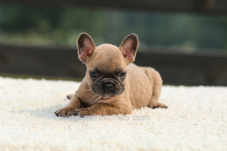 Indy - Lilac Fawn Image of Indy - Lilac Fawn, a French Bulldog puppy