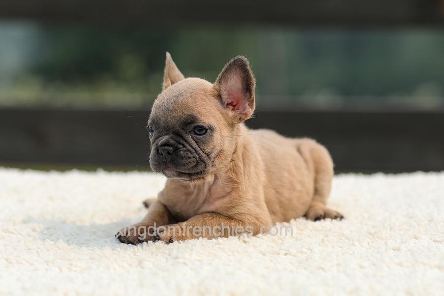 Indy - Lilac Fawn Image of Indy - Lilac Fawn, a French Bulldog puppy