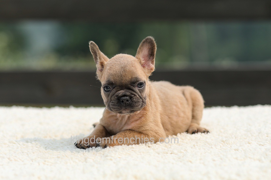Indy - Lilac Fawn Image of Indy - Lilac Fawn, a French Bulldog puppy