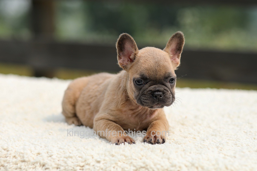 Indy - Lilac Fawn Image of Indy - Lilac Fawn, a French Bulldog puppy