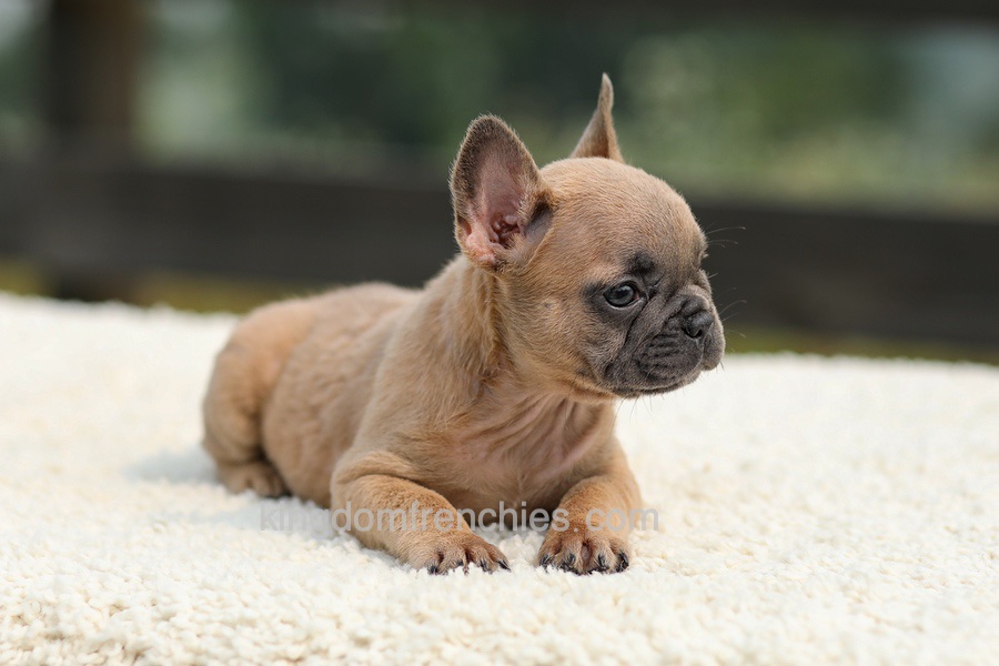 Indy - Lilac Fawn Image of Indy - Lilac Fawn, a French Bulldog puppy