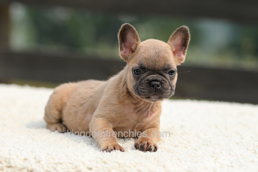 Indy - Lilac Fawn Image of Indy - Lilac Fawn, a French Bulldog puppy