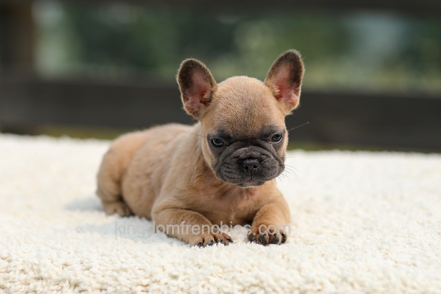 Indy - Lilac Fawn Image of Indy - Lilac Fawn, a French Bulldog puppy